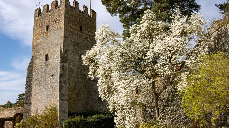 A Magnolia tree next to a grey stone medieval tower at Greys Court, Oxfordshire.